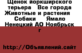 Щенок йоркширского терьера - Все города Животные и растения » Собаки   . Ямало-Ненецкий АО,Ноябрьск г.